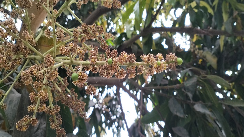 চাঁপাইনবাবগঞ্জে টানা সাড়ে ৪ মাস পর বৃষ্টি,গুটি হওয়া আমের মুকুলে স্বস্তি